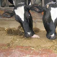 Krippenschalen für die Rindviehhaltung