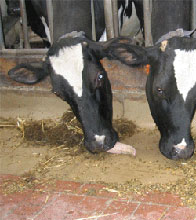 Krippenschalen für den hygienischen und leicht zu reinigenden Freßplatz in der Rindviehhaltung